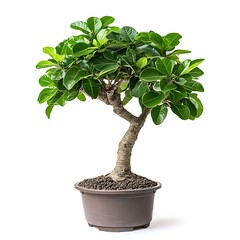 Fresh basil herb leaves isolated on white background with clipping path and full depth of field