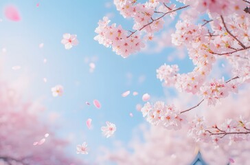 Fototapeta premium Delicate Pink Cherry Blossoms Falling Gently Against a Blue Sky