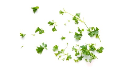 green leaves on white background