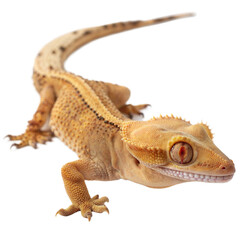 Naklejka premium Crested Gecko AI Generated Image