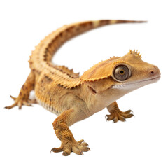 Fototapeta premium Crested Gecko AI Generated Image