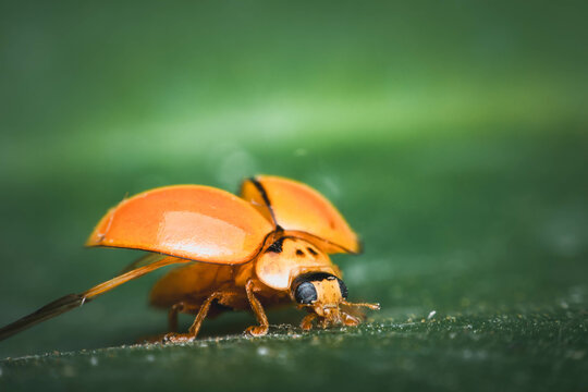 Macro of bug insect (Ladybug) on leaf in nature