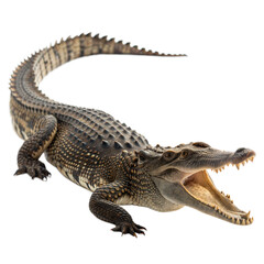 Obraz premium Crocodile AI Generated Image