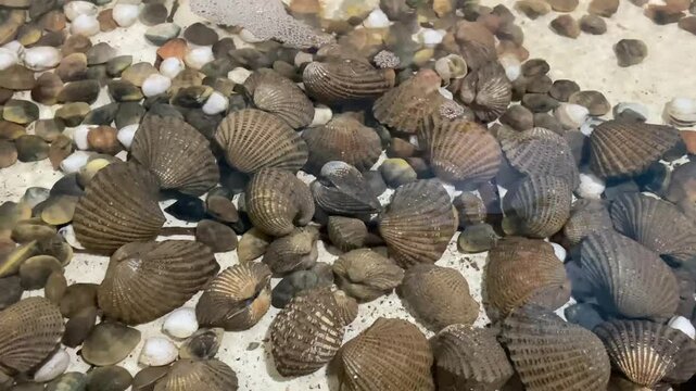 close up of clams or sea snails in a breeding pond. whelk shellfish