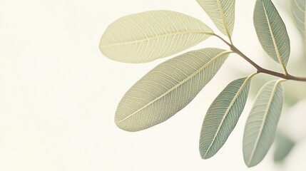Calming green leaves nature scene minimalist photography soft colors close-up serenity