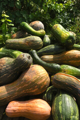 Top view of colorful pumpkins with unique shapes, set against a lush garden background. Perfect for seasonal, organic, and rustic-themed projects.