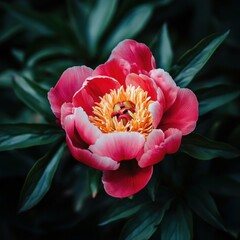 peony flower in full bloom, surrounded by vivid green leaves