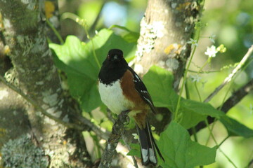 Small bird on a branch