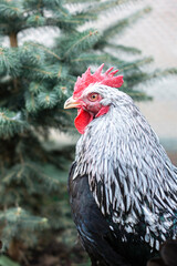 Majestic Black and White Rooster Proudly Standing Against Evergreen Background
