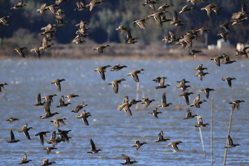 Baikal teal (Sibirionetta formosa), also called the bimaculate duck or squawk duck, is a dabbling duck that breeds in eastern Russia and winters in East Asia. This big floks was photographed in Japan.