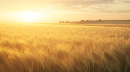 Obraz premium ahmadwahyuutomo776@gmail.com A serene golden wheat field at sunrise with a gentle breeze, perfect for nature-themed projects.