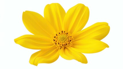 Obraz premium A bright yellow flower pops against a clean white backdrop, perfect for enhancing floral designs and nature art themes.