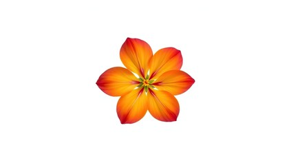 A single, vibrant bloom isolated against a pure white backdrop, texture, image