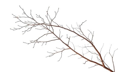 Obraz premium Intricate, bare branches isolated against a pure white backdrop, line, wood