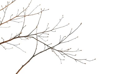 Delicate, bare branches isolated against a pure white backdrop, simple, stock