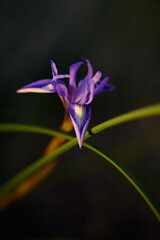 Delicate purple wildflower blooms under soft evening light in a serene natural setting