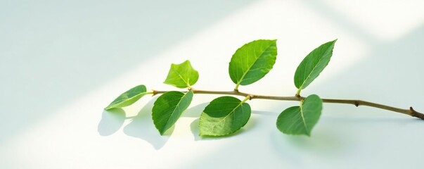 Single branch on a white surface with a hint of shadow, nature, leafy, botanical