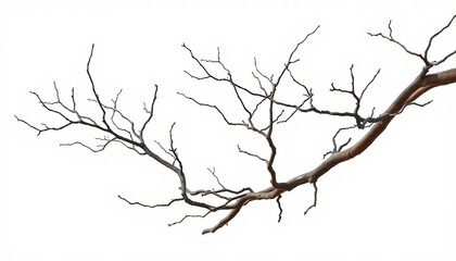 Bare, gnarled branches isolated against a pure white backdrop, flora, monochrome