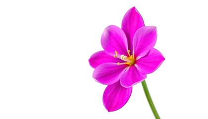 Fototapeta premium A single, vibrant flower, petals fully open, isolated on pure white, illustration, blossom