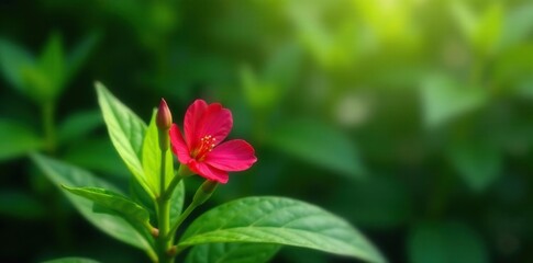 A solitary crimson flower blooms amidst lush green foliage, leafy, flower
