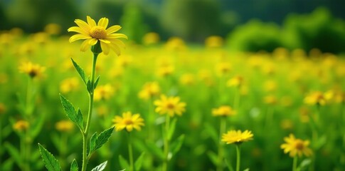 Tall, herbaceous plant with fern-like foliage, field, yarrow