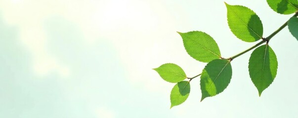 Leafy branches isolated on a plain white surface, foliage, botanical, plant