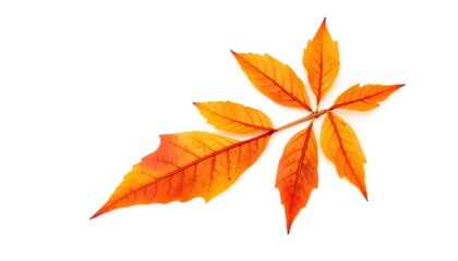Single autumn leaf isolated on white background, design, autumn