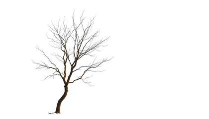 Obraz premium Lone deciduous tree, stark branches against pure white backdrop, landscape, bare