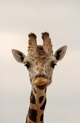 Obraz premium George the Giraffe