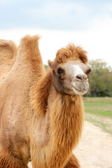 Fototapeta premium Camel