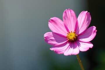 Obraz premium Single purple-pink cosmos flower in sunlight against a white background, gentle, delicate, flower