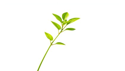 Fototapeta premium Single vibrant green plant, isolated on pure white backdrop, green, botanical