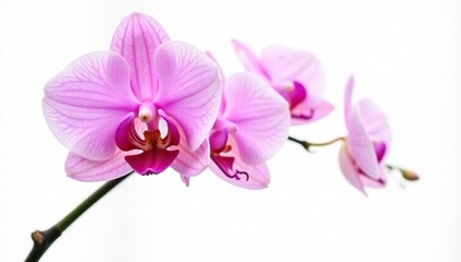 Single stem of a pink Phalaenopsis Orchid isolated, floral, soft light