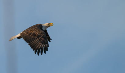 Bald eagle in flight against a blue sky.