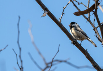 Black-capped chickadee perched in a tree.