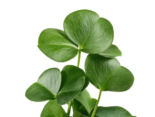 Discover the Clover Leaf Plant: A Vibrant Green Symbol of Luck and Prosperity That Enhances Gardens and Landscapes with Its Unique Shape and Lush Foliage.
