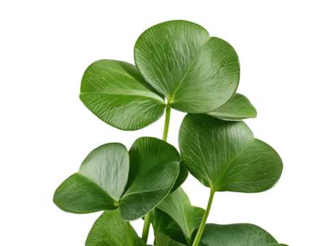 Discover the Clover Leaf Plant: A Vibrant Green Symbol of Luck and Prosperity That Enhances Gardens and Landscapes with Its Unique Shape and Lush Foliage.