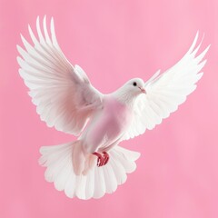 Fototapeta premium Majestic White Bird with Wings Spread Against Pink Background