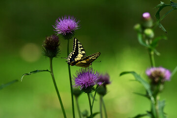 アザミの蜜を吸う夏のキアゲハ