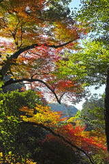 箕面滝道の紅葉