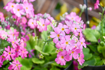 プリムラ・マラコイデス　Fairy primrose