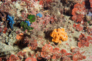 Encrusting orange sponge in the Mediterranean sea Sardinia. Italy