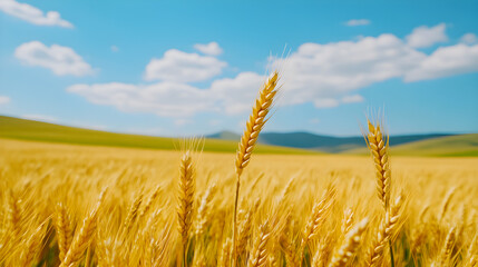 Naklejka premium A Breathtaking View of a Golden Wheat Field Stretching Towards the Horizon Under a Clear Blue Sky on a Sunny Day with Gentle Breezes Dancing Through the Stalks