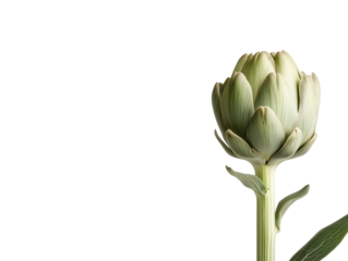 Comprehensive Nutrient Guide for Artichokes: Essential Nutrients for Healthy Growth, Including Nitrogen, Phosphorus, and Potassium, Plus Soil Testing Tips for Optimal Plant Health.