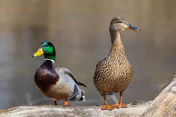 Beau petit couple de canard