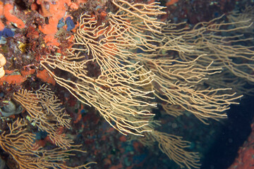 Gorgonian, Sea Fan, Sea Whips, Coral Reef, (Eunicella cavolini). Cape Caccia, Alghero. Sardinia....