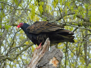 Turkey vulture perched on a tree branch among spring foliage in a natural habitat