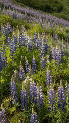 Obraz premium Rolling hills with lavender fields, blending soft purple and green tones.
