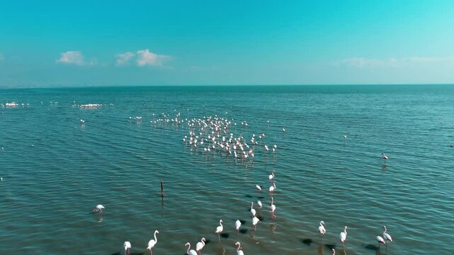 High quality image of flamingos captured by drone