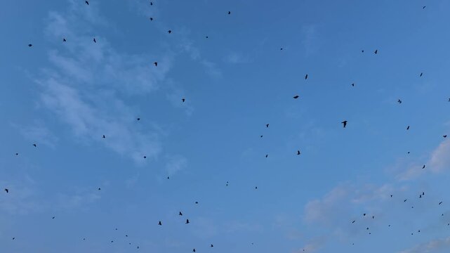 Massive swarm of crows flying and circling in the autumn blue sky with few clouds